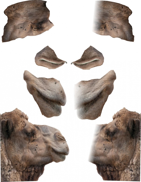 Creation of Mammal: Step 1